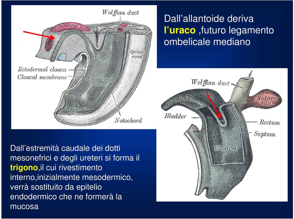 mesodermico, verrà sostituito da epitelio endodermico che ne