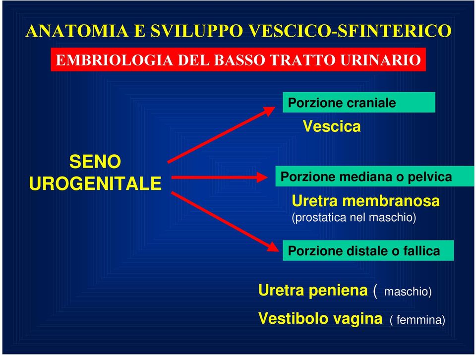 mediana o pelvica Uretra membranosa (prostatica nel maschio)