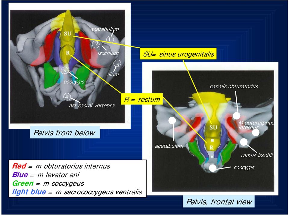 Blue = m levator ani Green = m coccygeus light blue = m sacrococcygeus