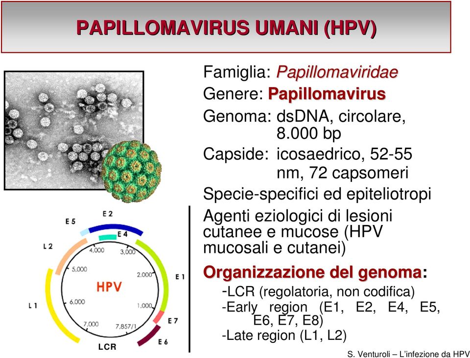 000 bp Capside: icosaedrico, 52-55 nm, 72 capsomeri Specie-specifici ed epiteliotropi Agenti