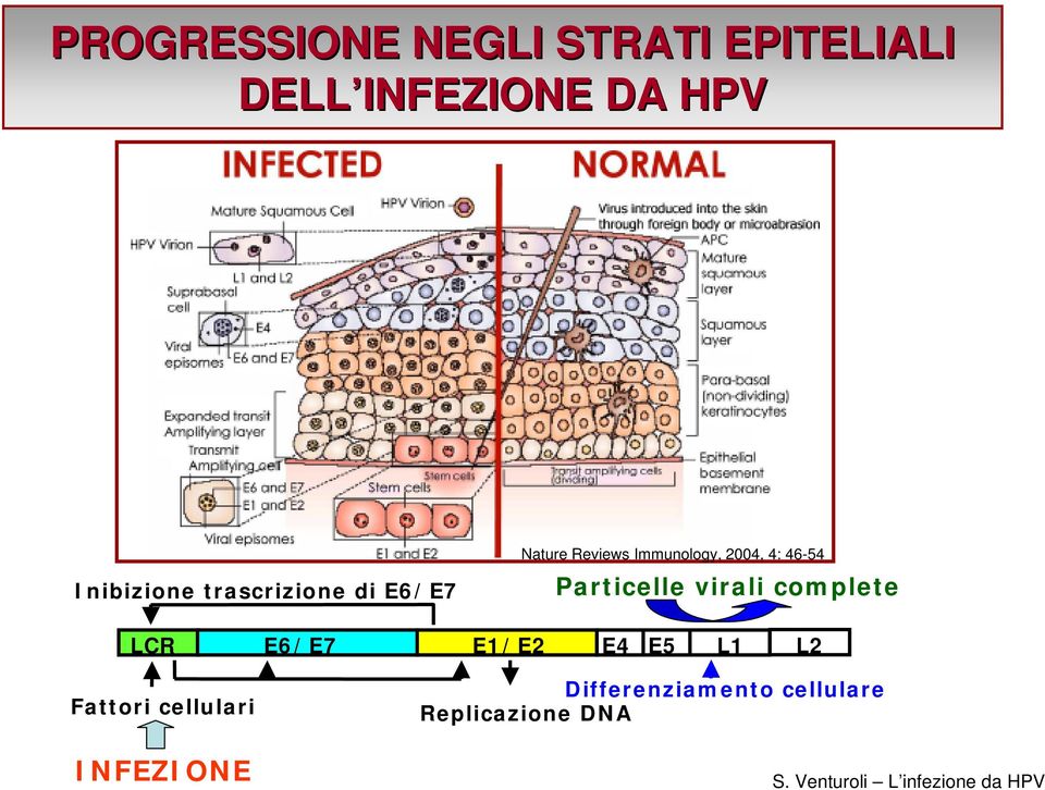 2004, 4: 46-54 Particelle virali complete LCR E6/E7 E1/E2 E4 E5