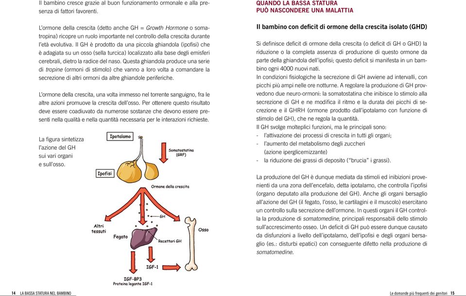 Il GH è prodotto da una piccola ghiandola (ipofisi) che è adagiata su un osso (sella turcica) localizzato alla base degli emisferi cerebrali, dietro la radice del naso.