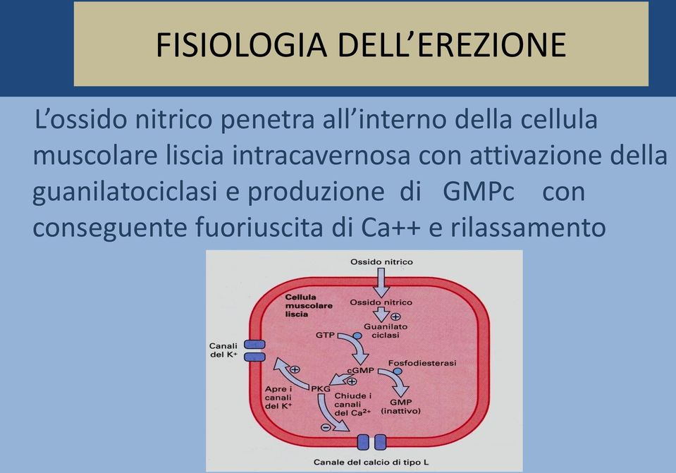 con attivazione della guanilatociclasi e produzione di