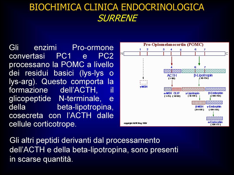 Questo comporta la formazione dell ACTH, il glicopeptide N-terminale, e della