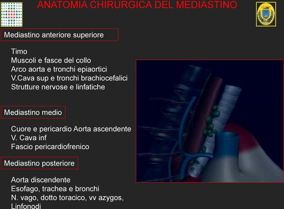 Cava sup e tronchi brachiocefalici Strutture nervose e linfatiche Mediastino medio Cuore e