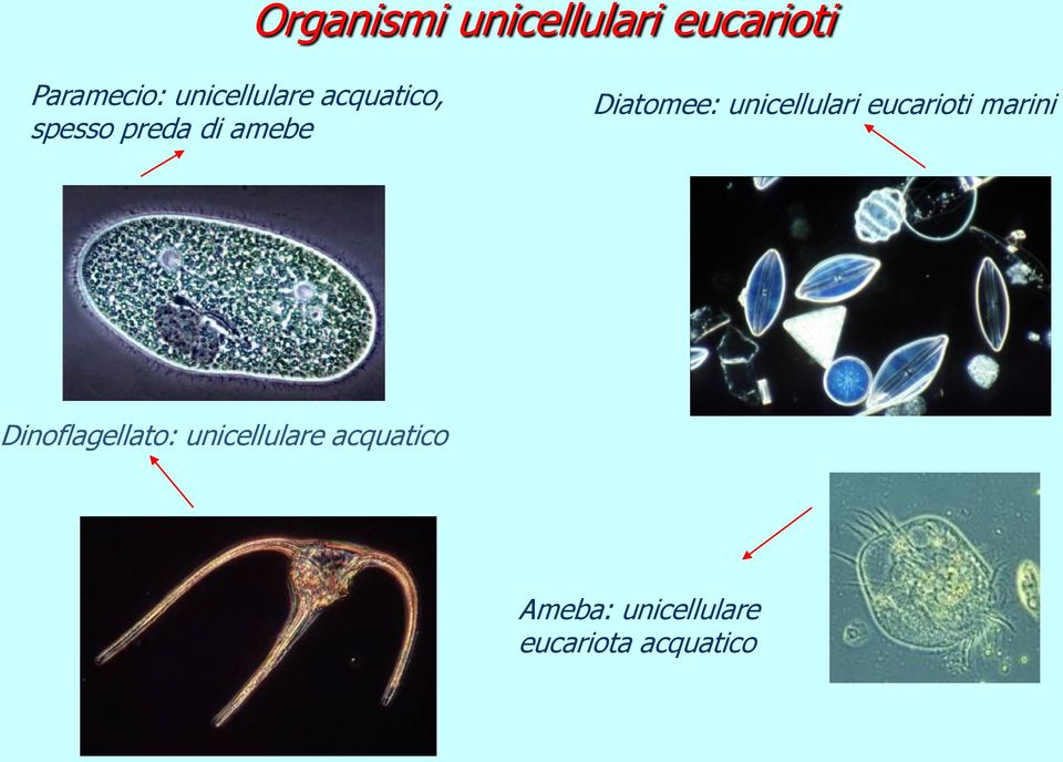 Diatomee: unicellulari eucarioti marini