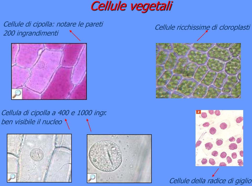 cloroplasti Cellula di cipolla a 400 e 1000 ingr.