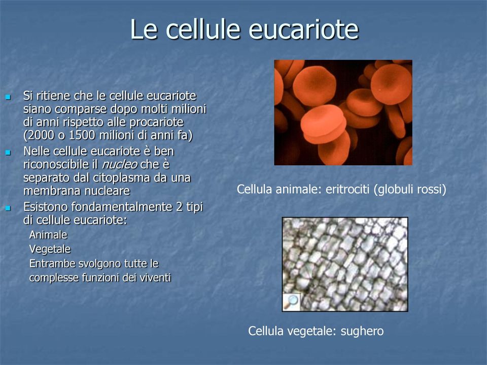 citoplasma da una membrana nucleare Esistono fondamentalmente 2 tipi di cellule eucariote: Animale Vegetale Entrambe