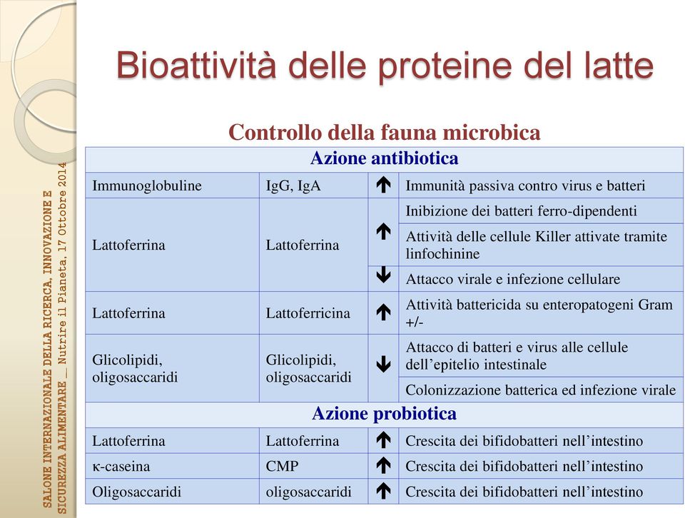 infezione cellulare Attività battericida su enteropatogeni Gram +/- Attacco di batteri e virus alle cellule dell epitelio intestinale Colonizzazione batterica ed infezione virale Azione