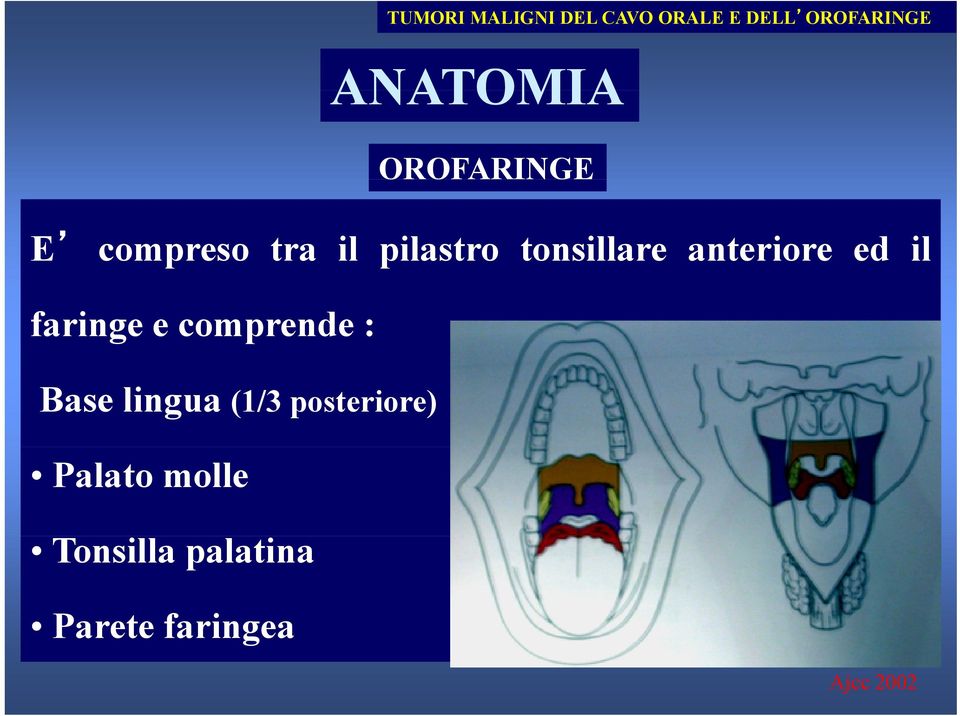 anteriore ed il faringe e comprende : Base lingua (1/3