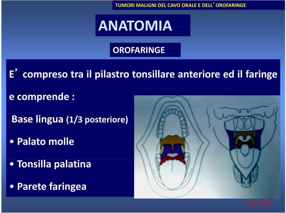 anteriore ed il faringe e comprende : Base lingua (1/3