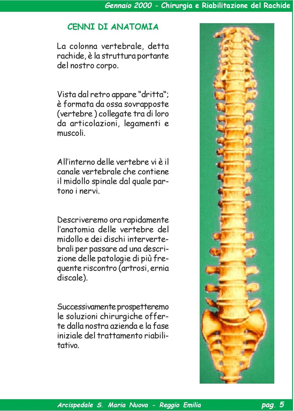 All interno delle vertebre vi è il canale vertebrale che contiene il midollo spinale dal quale partono i nervi.