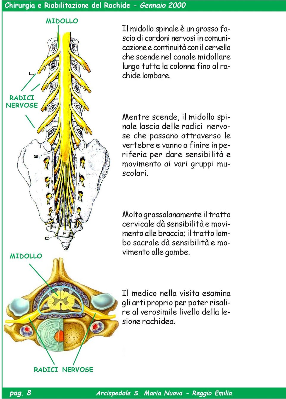 RADICI NERVOSE Mentre scende, il midollo spinale lascia delle radici nervose che passano attraverso le vertebre e vanno a finire in periferia per dare sensibilità e movimento ai vari gruppi