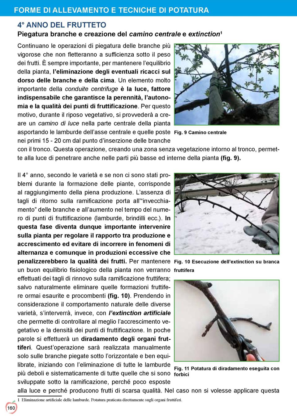 Un elemento molto importante della conduite centrifuge è la luce, fattore indispensabile che garantisce la perennità, l autonomia e la qualità dei punti di fruttificazione.