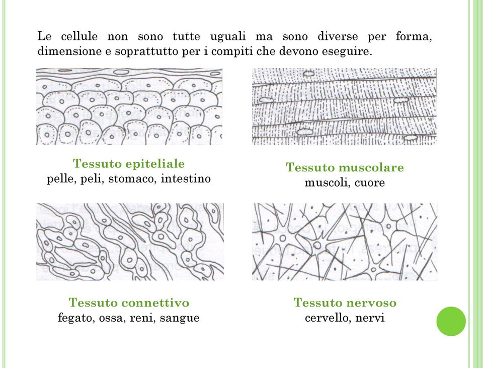 Tessuto epiteliale pelle, peli, stomaco, intestino Tessuto muscolare
