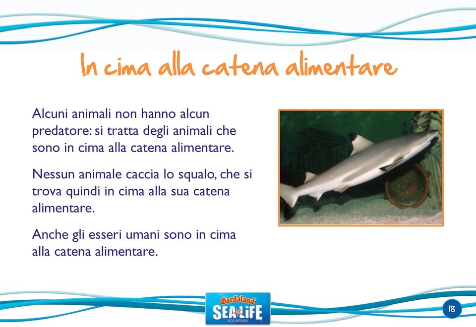 Nessun animale caccia lo squalo, che si trova quindi in cima alla sua