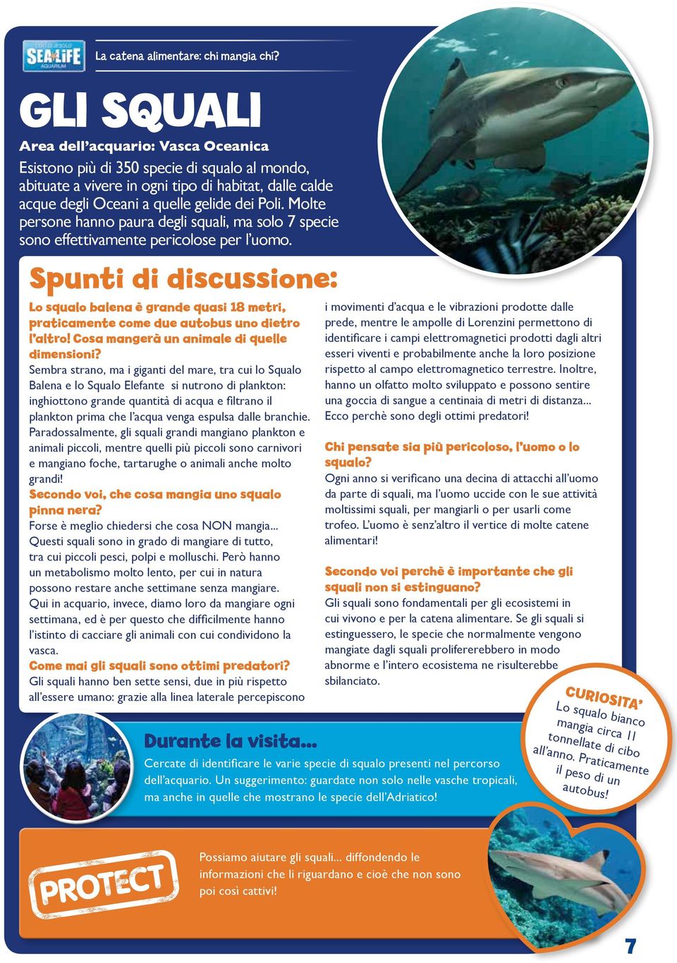 Spunti di discussione: Lo squalo balena è grande quasi 18 metri, praticamente come due autobus uno dietro l altro! Cosa mangerà un animale di quelle dimensioni?