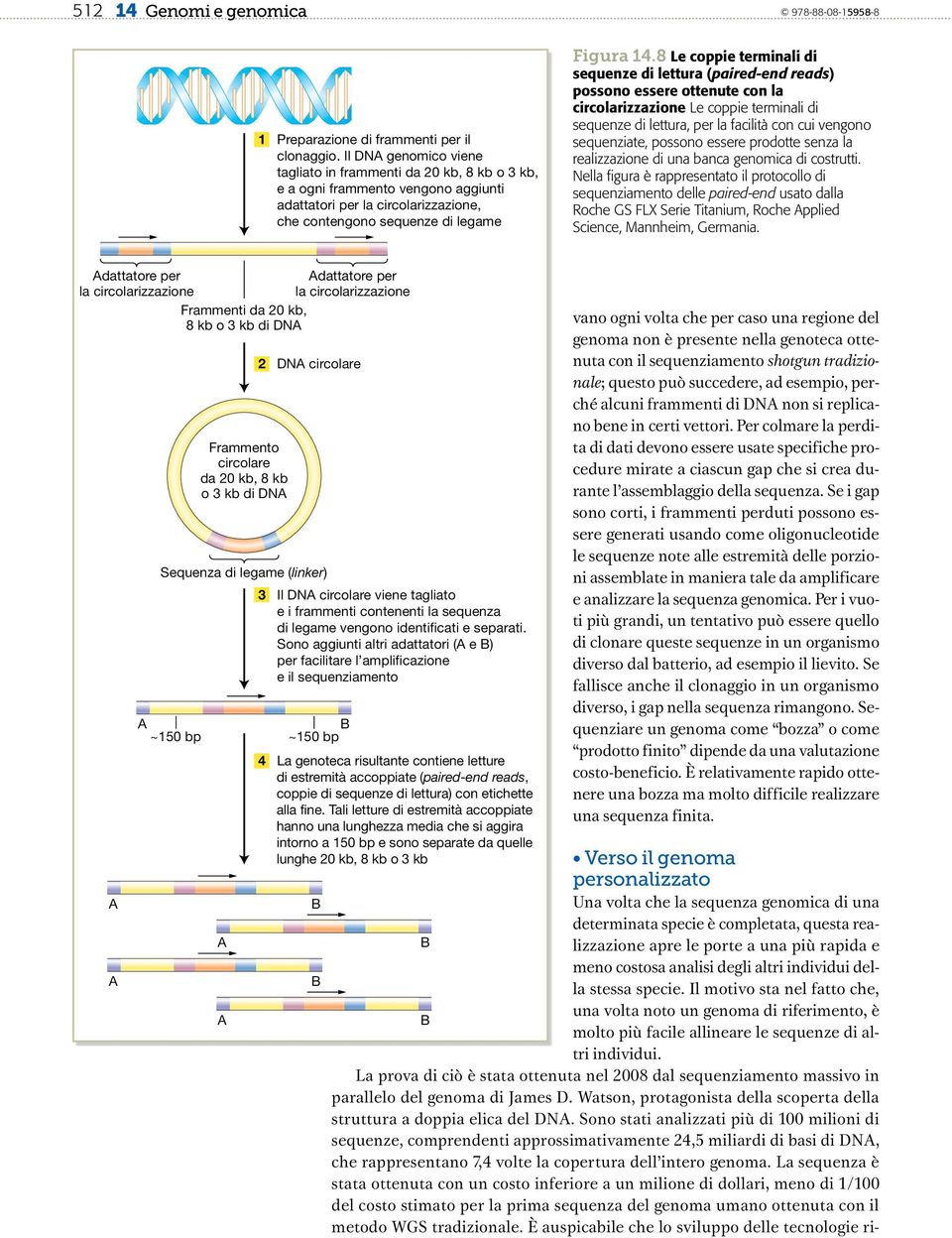 8 Le coppie terminali di sequenze di lettura (paired-end reads) possono essere ottenute con la circolarizzazione Le coppie terminali di sequenze di lettura, per la facilità con cui vengono