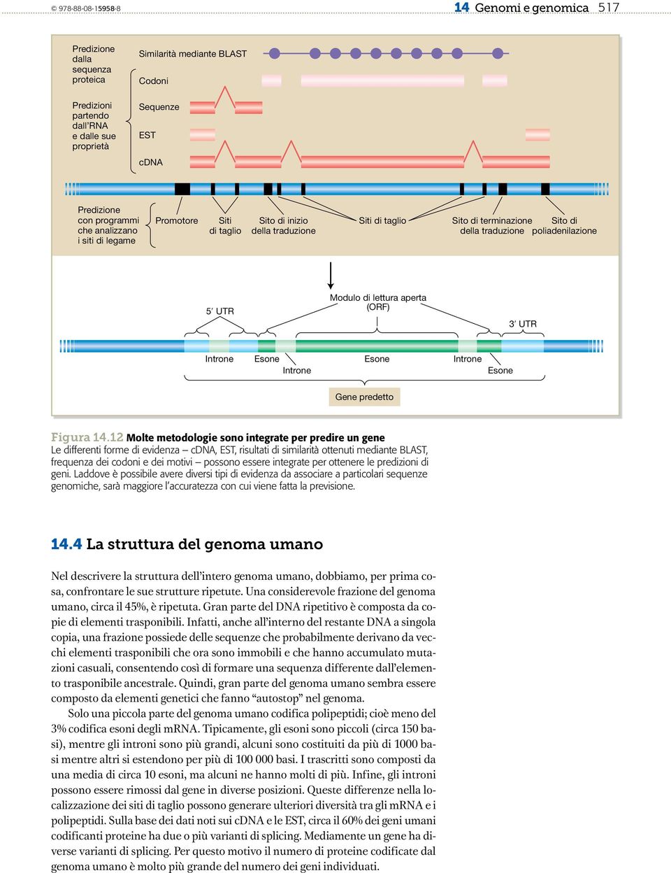lettura aperta (ORF) 3ʹ UTR Introne Esone Introne Esone Introne Esone Gene predetto Figura 14.