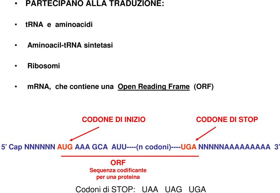 CODONE DI STOP 5 Cap NNNNNN AUG AAA GCA AUU----(n codoni)----uga