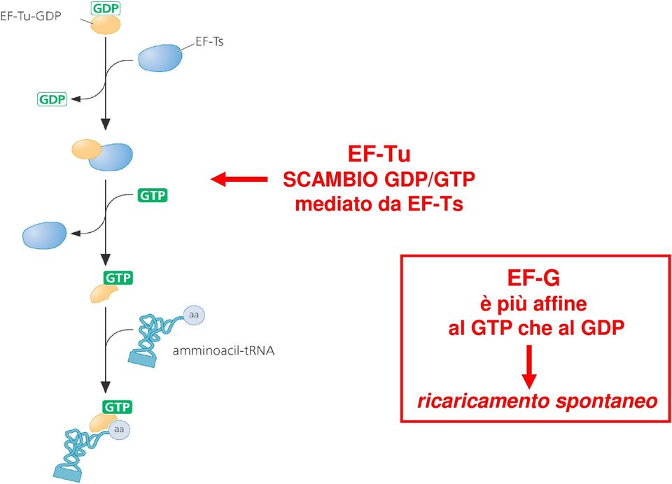 più affine al GTP che al