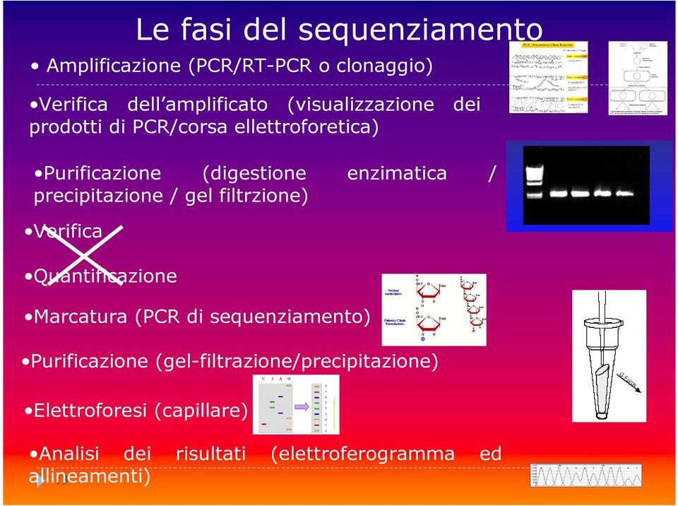 precipitazione / gel filtrzione) Verifica Quantificazione Marcatura (PCR di sequenziamento) Purificazione