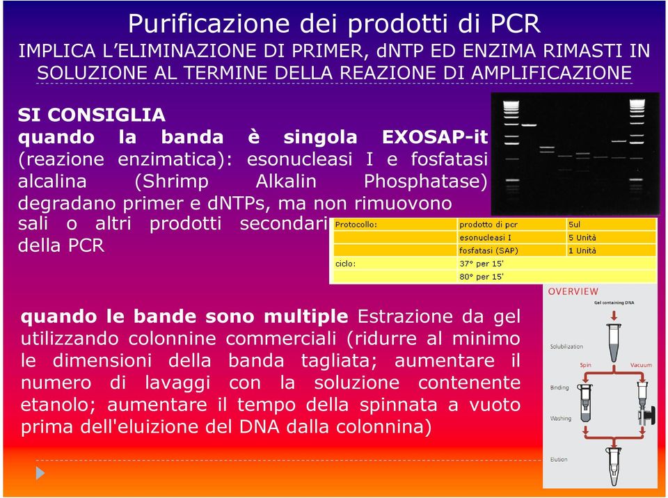 sali o altri prodotti secondari della PCR quando le bande sono multiple Estrazione da gel utilizzando colonnine commerciali (ridurre al minimo le dimensioni della