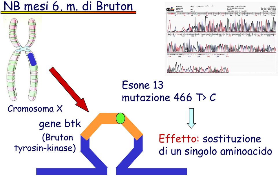 (Bruton tyrosin-kinase) Esone 13