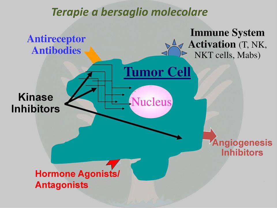 Immune System Activation (T, NK, NKT cells,