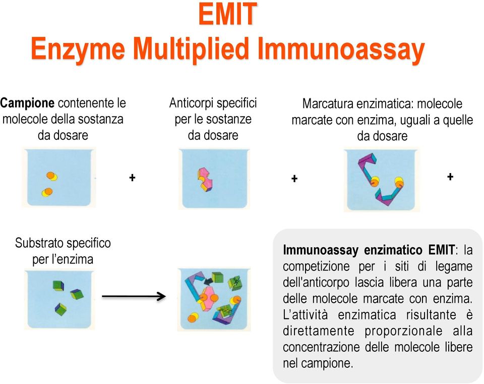 Immunoassay enzimatico EMIT: la competizione per i siti di legame dell'anticorpo lascia libera una parte delle molecole marcate