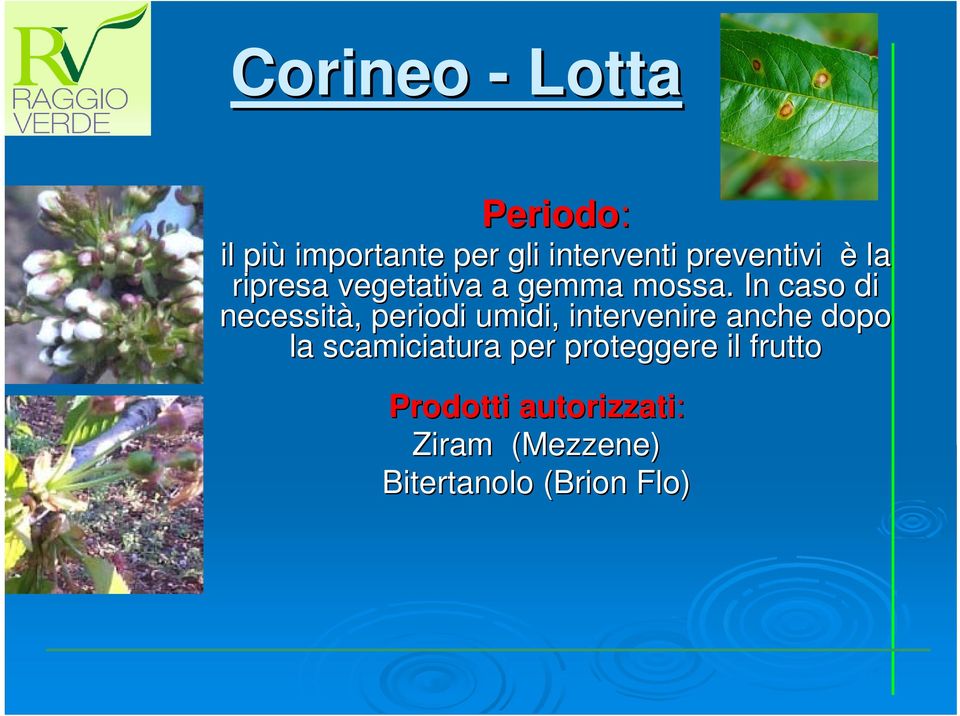 In caso di necessità,, periodi umidi, intervenire anche dopo la