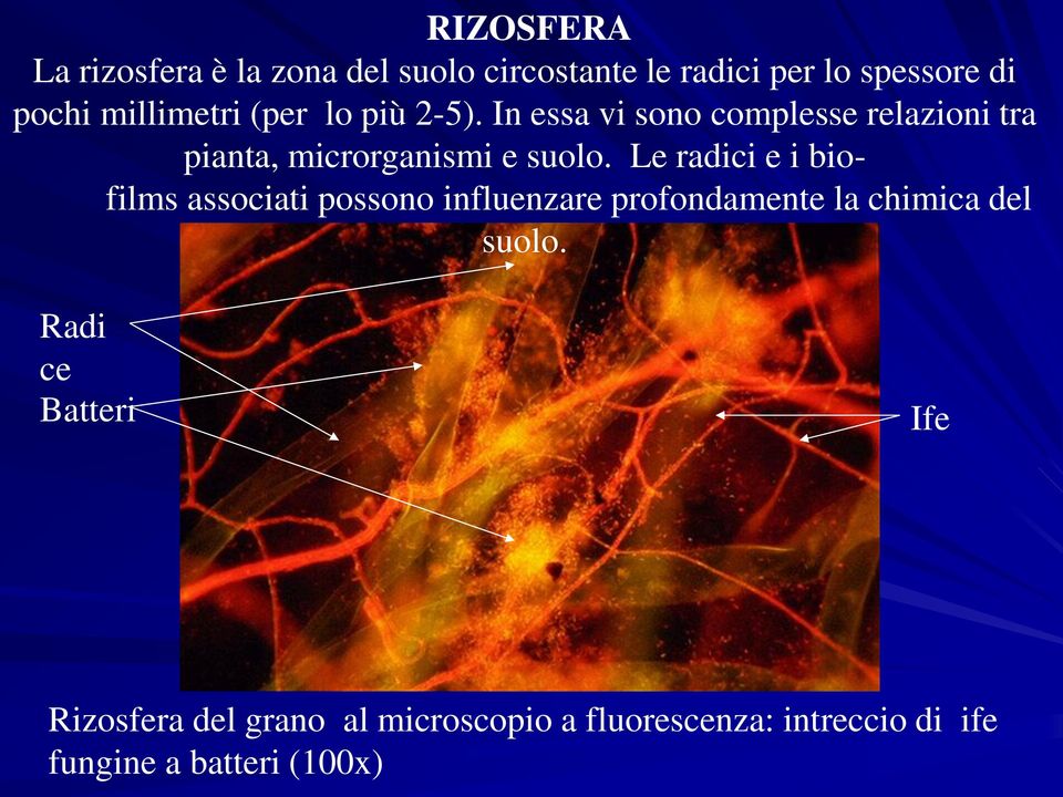 In essa vi sono complesse relazioni tra pianta, microrganismi e suolo.