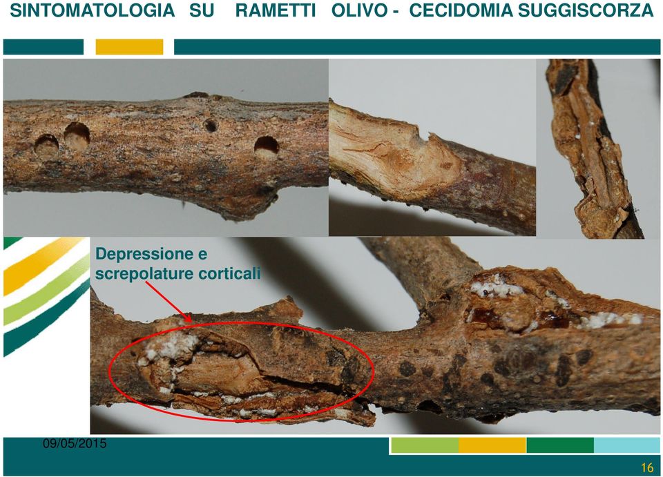 CECIDOMIA SUGGISCORZA