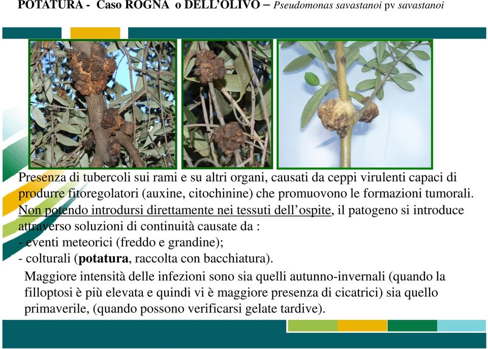 Non potendo introdursi direttamente nei tessuti dell ospite, il patogeno si introduce attraverso soluzioni di continuità causate da : - eventi meteorici (freddo e