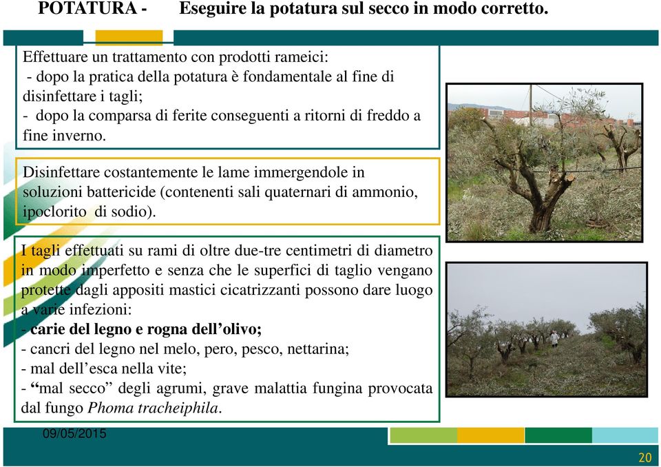 inverno. Disinfettare costantemente le lame immergendole in soluzioni battericide (contenenti sali quaternari di ammonio, ipoclorito di sodio).