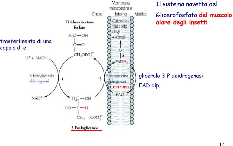 trasferimento di una coppia di e-