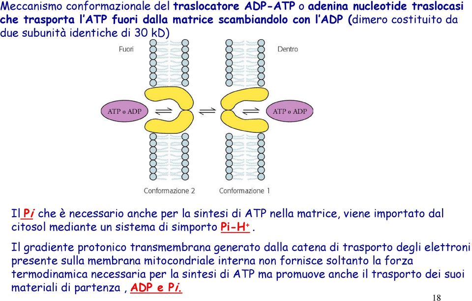 sistema di simporto Pi-H +.