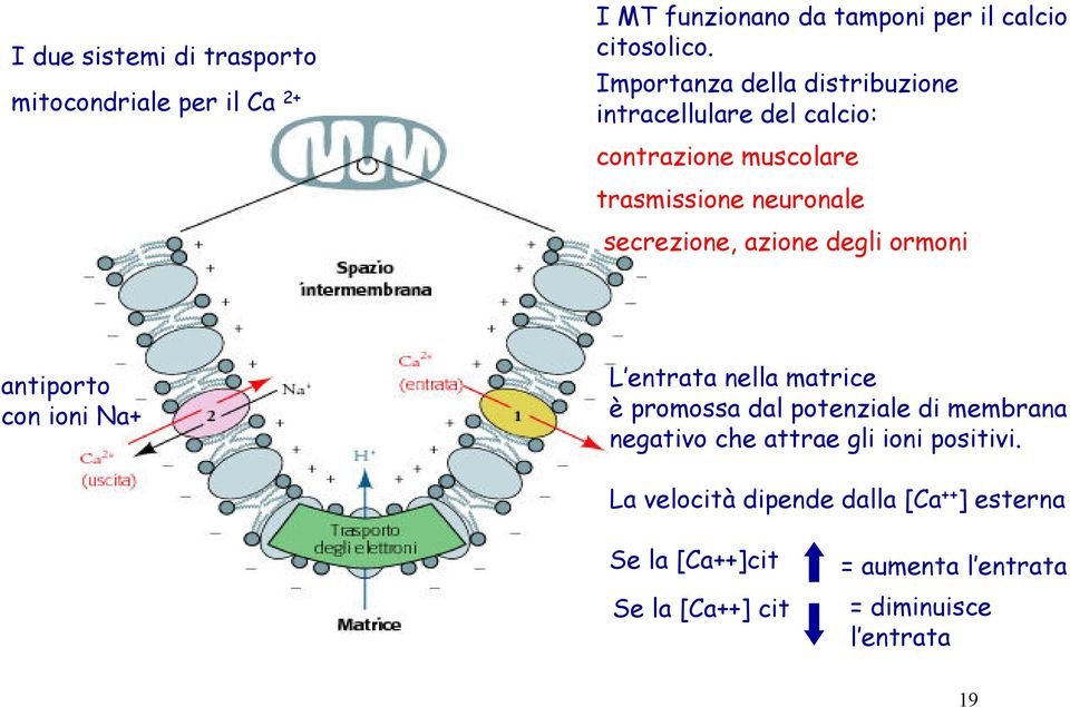 degli ormoni antiporto con ioni Na+ L entrata nella matrice è promossa dal potenziale di membrana negativo che attrae gli