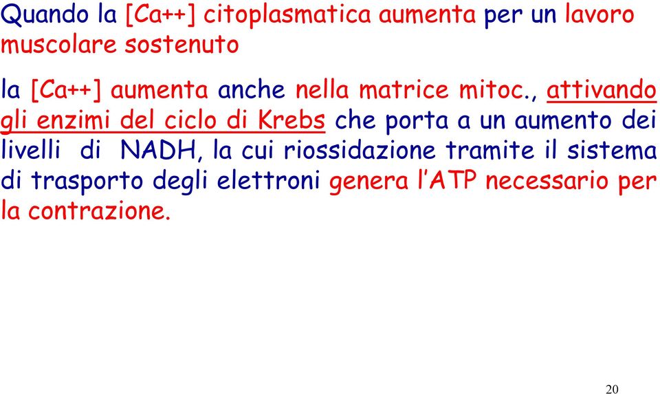 , attivando gli enzimi del ciclo di Krebs che porta a un aumento dei livelli di