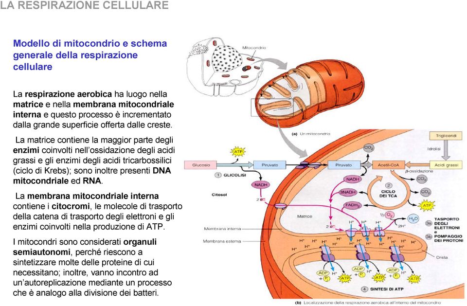 La matrice contiene la maggior parte degli enzimi coinvolti nell ossidazione degli acidi grassi e gli enzimi degli acidi tricarbossilici (ciclo di Krebs); sono inoltre presenti DNA mitocondriale ed