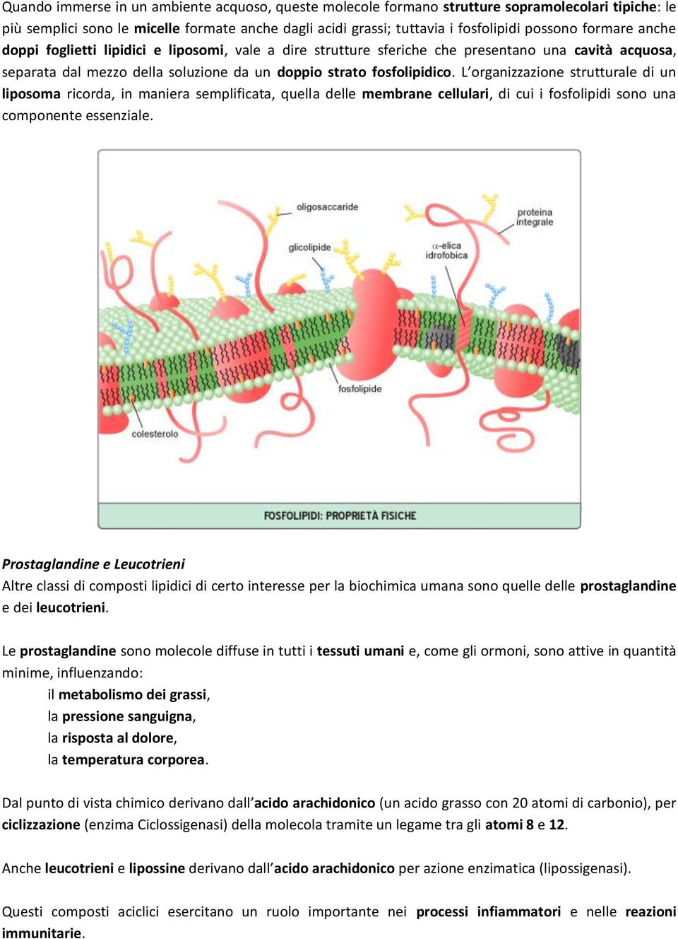 L organizzazione strutturale di un liposoma ricorda, in maniera semplificata, quella delle membrane cellulari, di cui i fosfolipidi sono una componente essenziale.