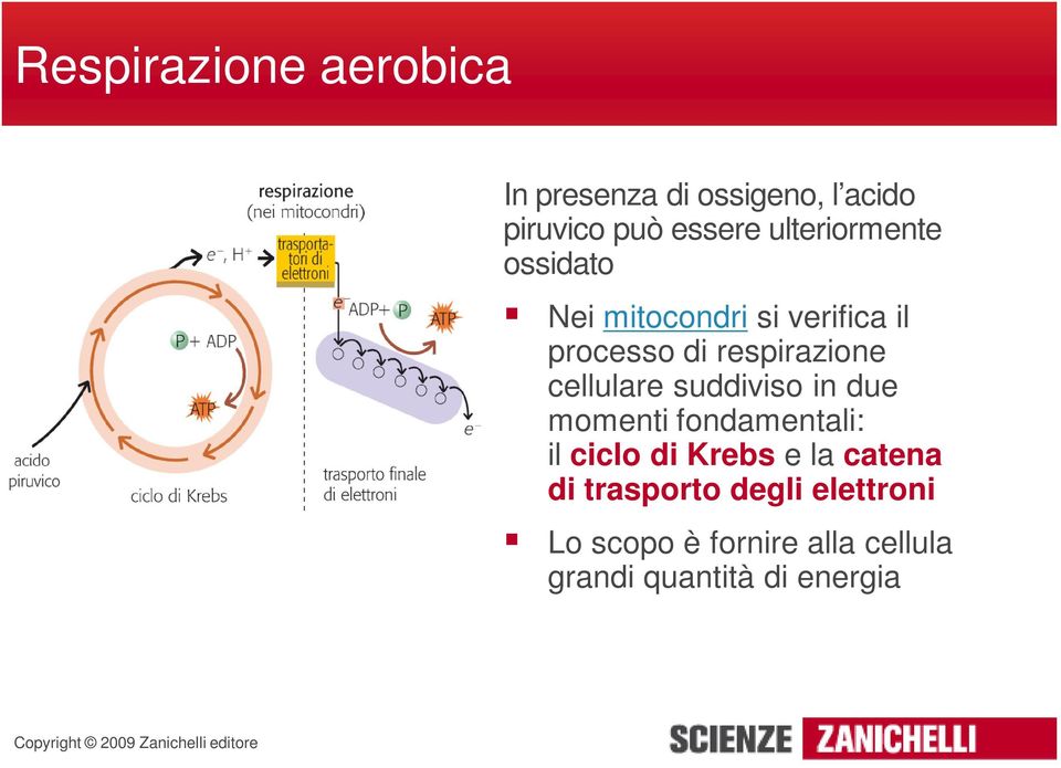 cellulare suddiviso in due momenti fondamentali: il ciclo di Krebs e la catena