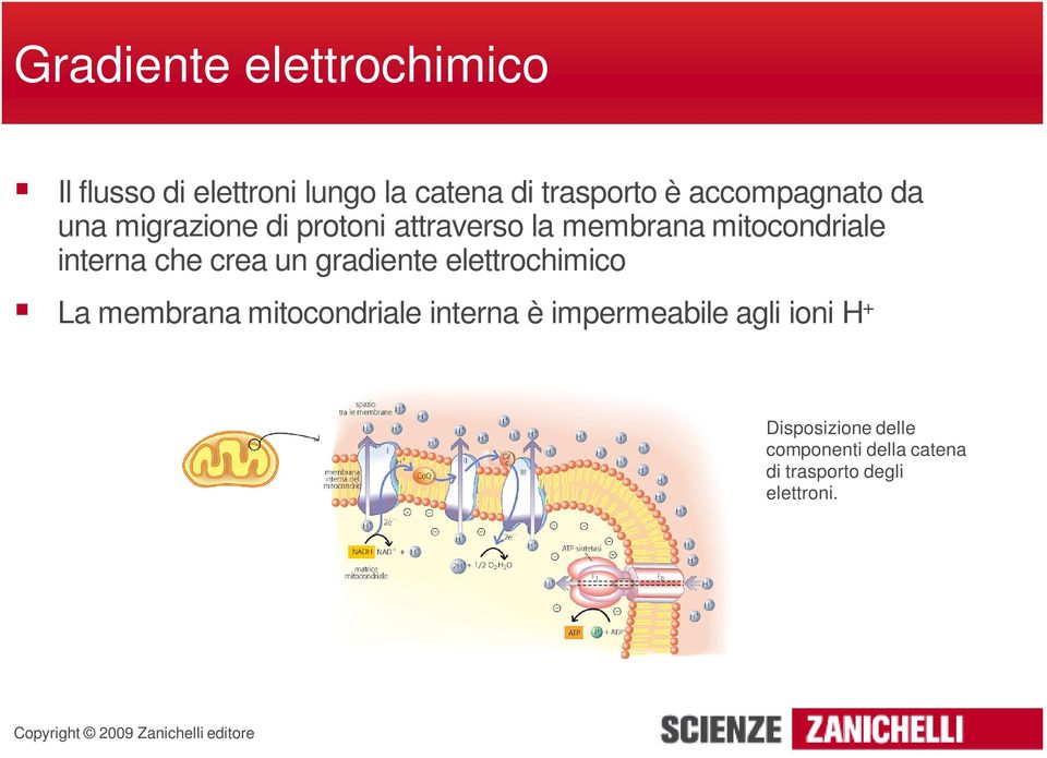 interna che crea un gradiente elettrochimico La membrana mitocondriale interna è