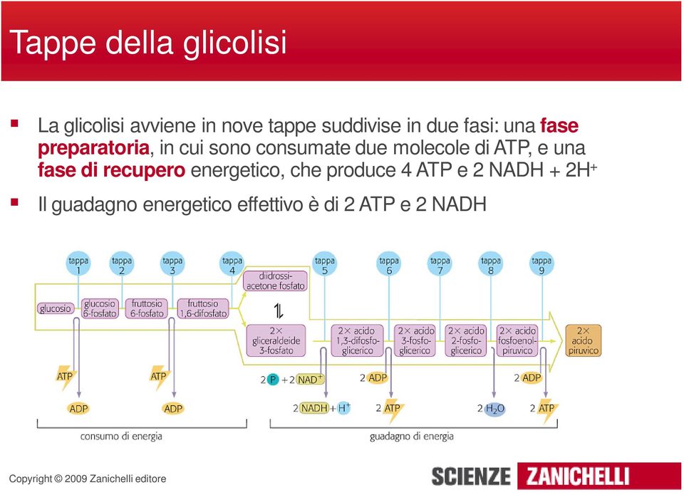 molecole di ATP, e una fase di recupero energetico, che produce 4