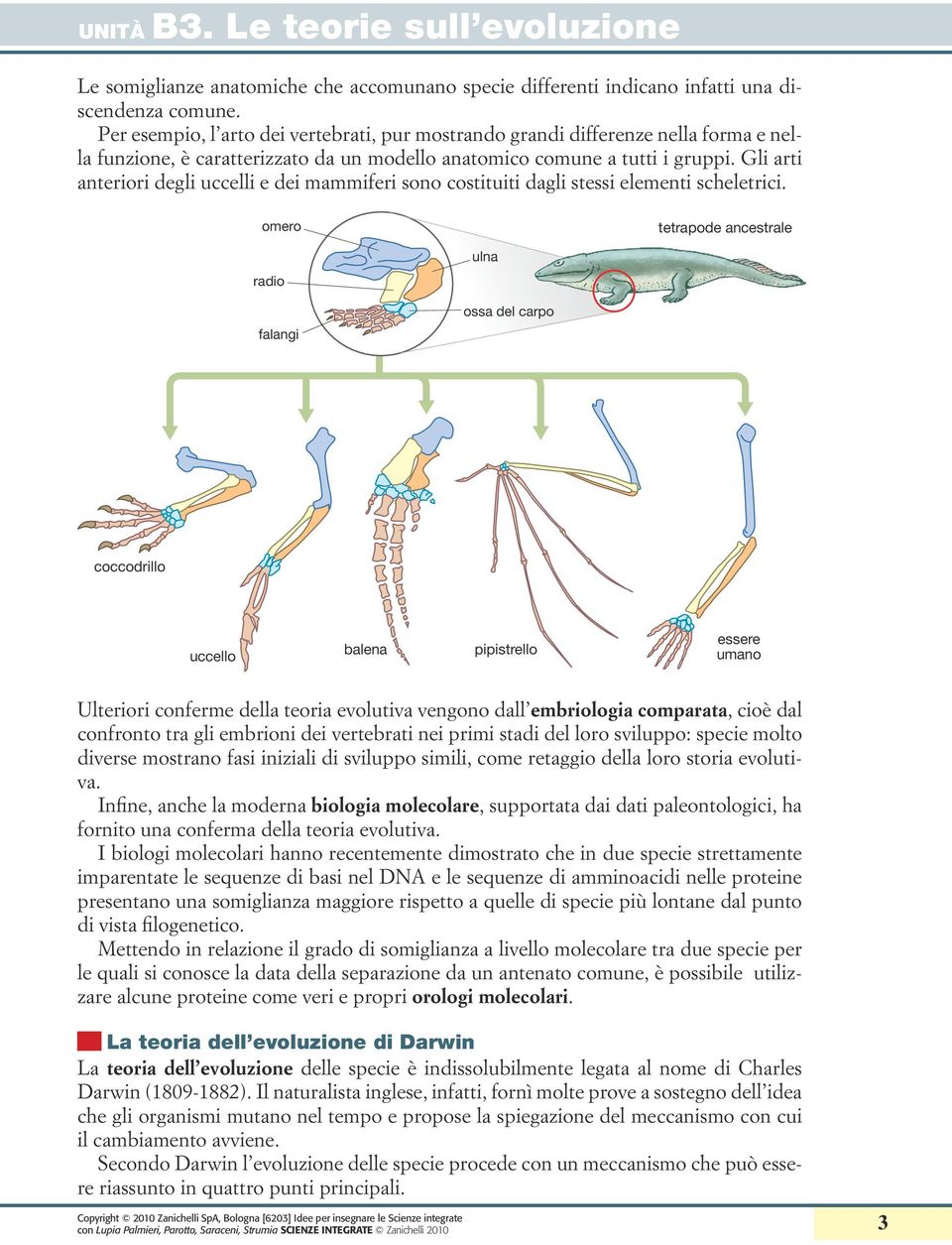 Gli arti anteriori degli uccelli e dei mammiferi sono costituiti dagli stessi elementi scheletrici.