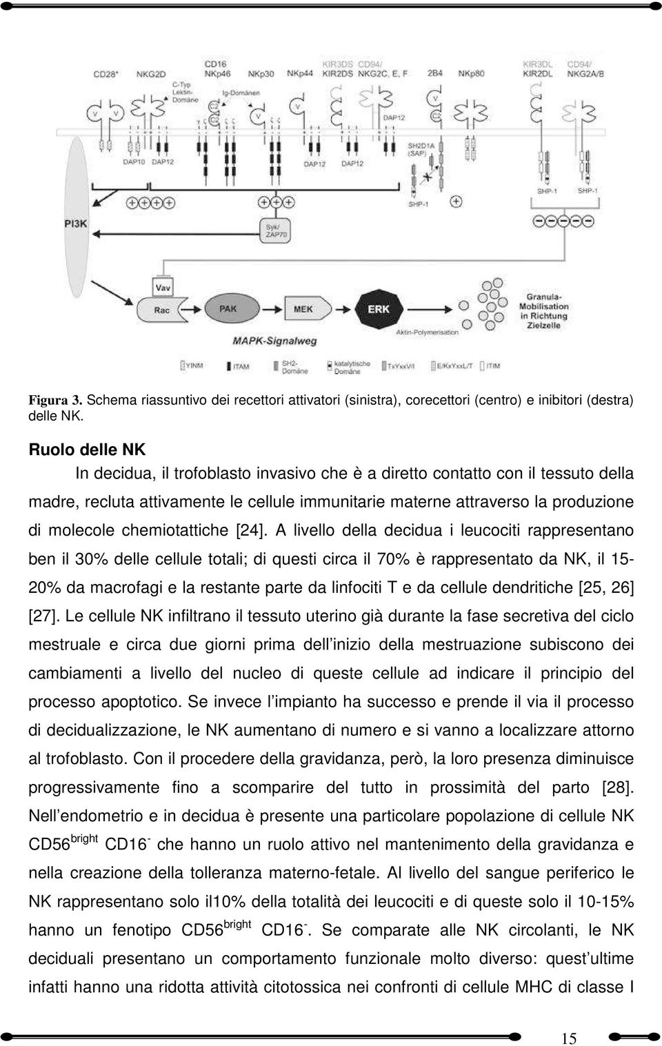 chemiotattiche [24].