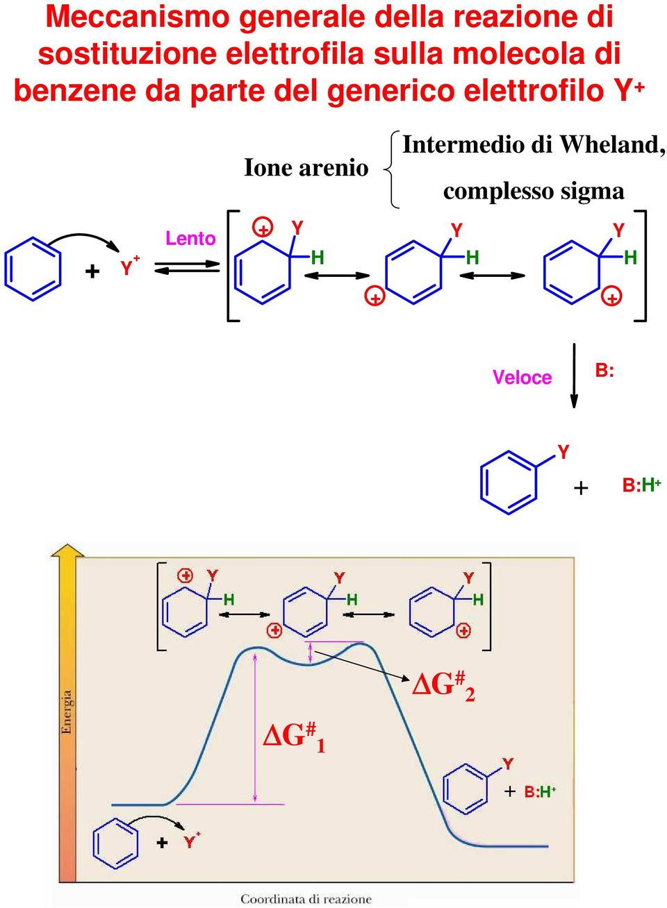 elettrofilo Y + Ione arenio Intermedio di Wheland,