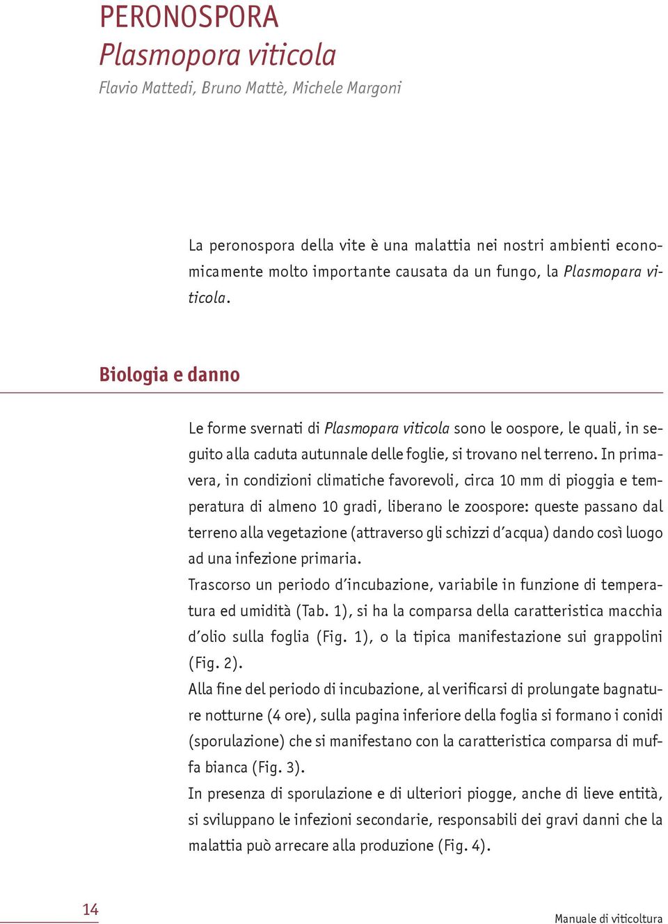 In primavera, in condizioni climatiche favorevoli, circa 10 mm di pioggia e temperatura di almeno 10 gradi, liberano le zoospore: queste passano dal terreno alla vegetazione (attraverso gli schizzi d