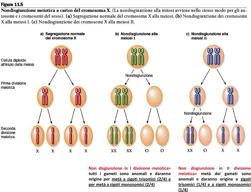 monosomici(2/4) Non disgiunzione in II divisione meiotica= metà dei gameti