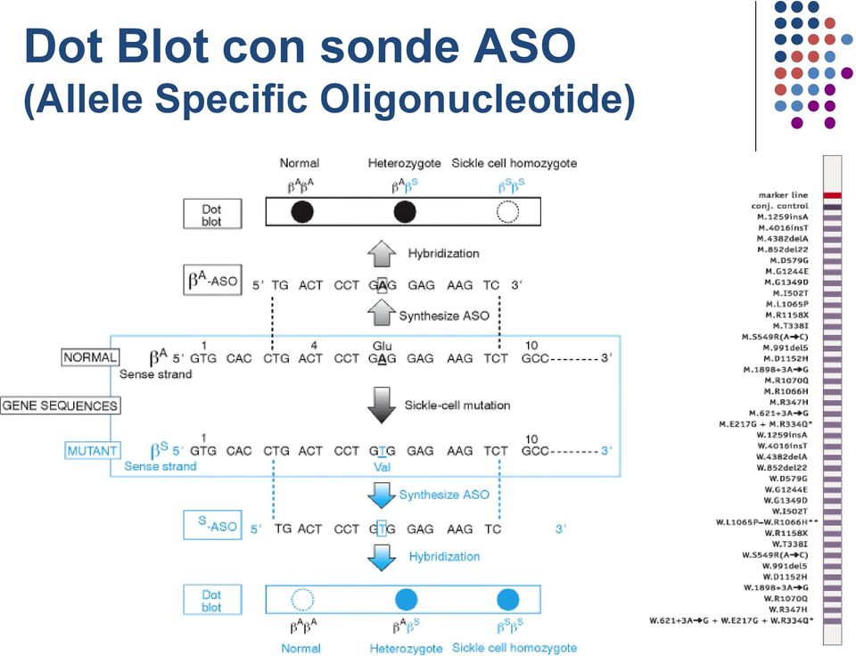 (Allele